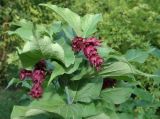 Leycesteria formosa. Верхушка побега с соплодиями. Крым, г. Симферополь, ботанический сад университета. 12.10.2017.