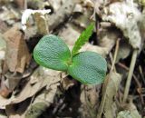 Carpinus betulus. Проросток. Краснодарский край, Абинский р-н, окр. пос. Новый, широколиственный лес. 16.04.2018.