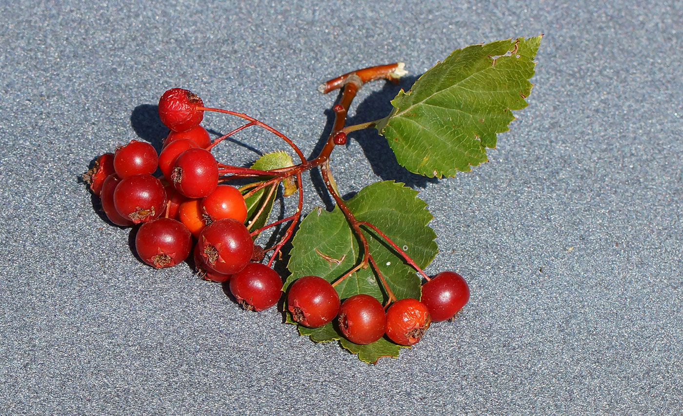 Изображение особи Crataegus chlorocarpa.