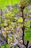Ribes spicatum. Побег с соцветиями и завязывающимися плодами. Чувашия, окр. г. Шумерля, пойма р. Сура, Паланская протока. 6 мая 2008 г.