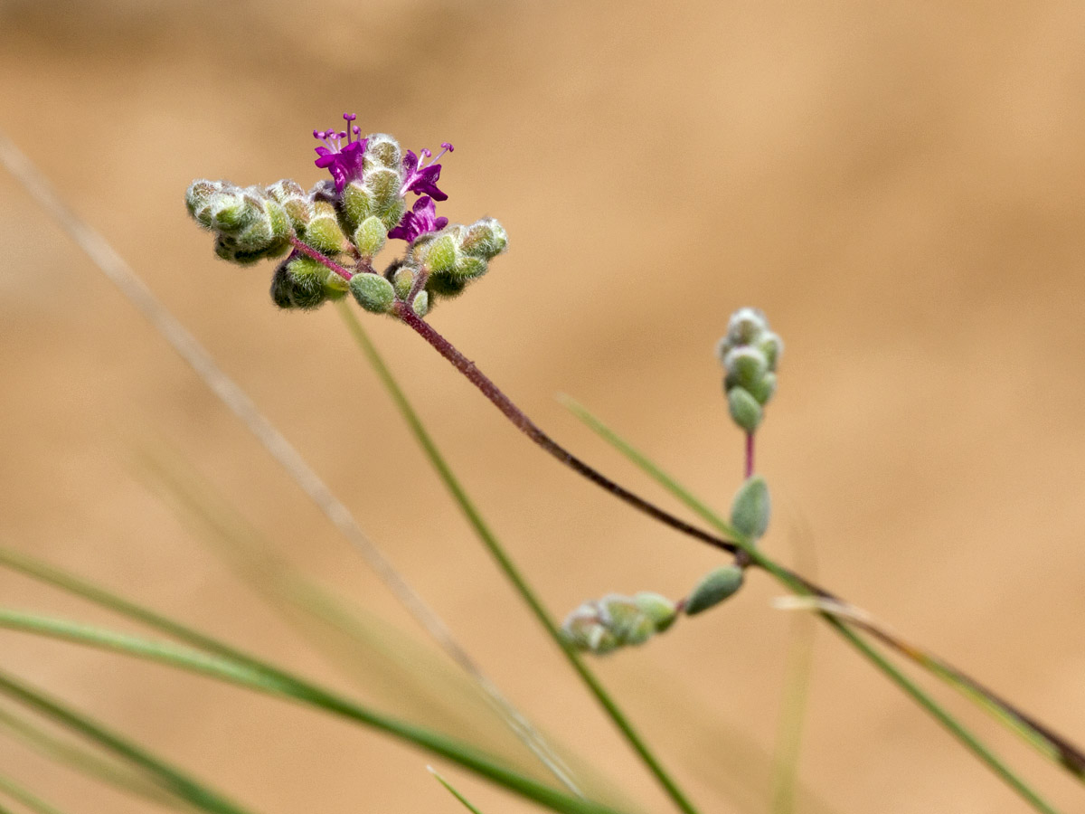 Изображение особи Origanum microphyllum.