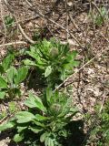 Solenanthus biebersteinii