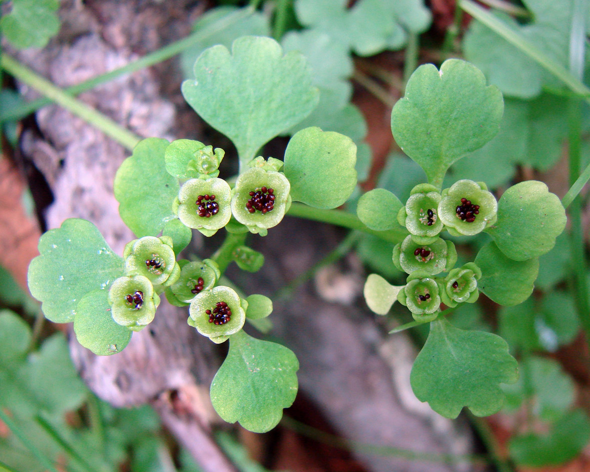 Image of Chrysosplenium sibiricum specimen.