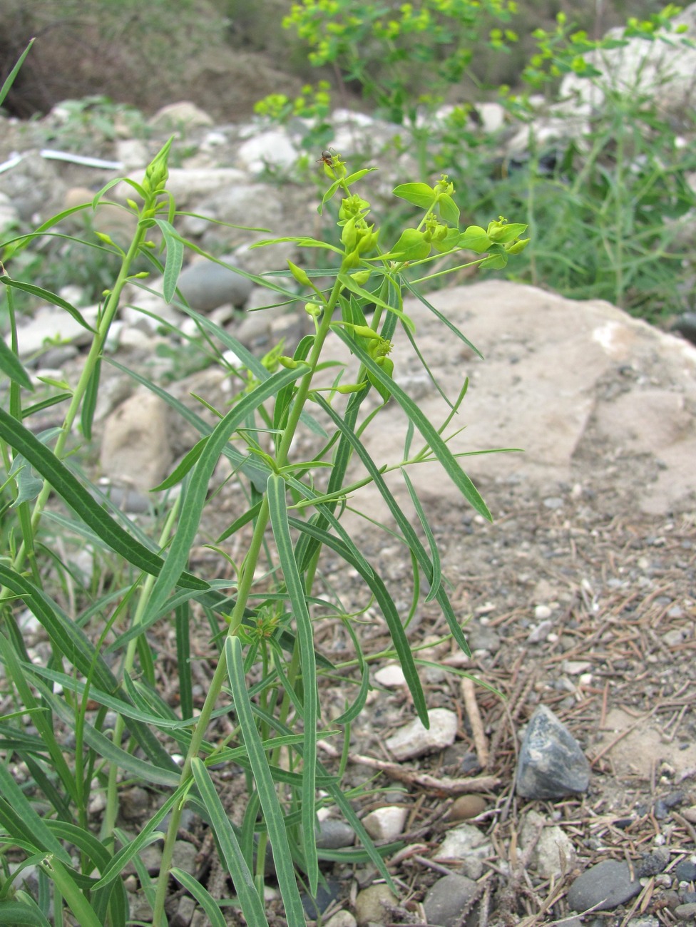 Image of Euphorbia daghestanica specimen.