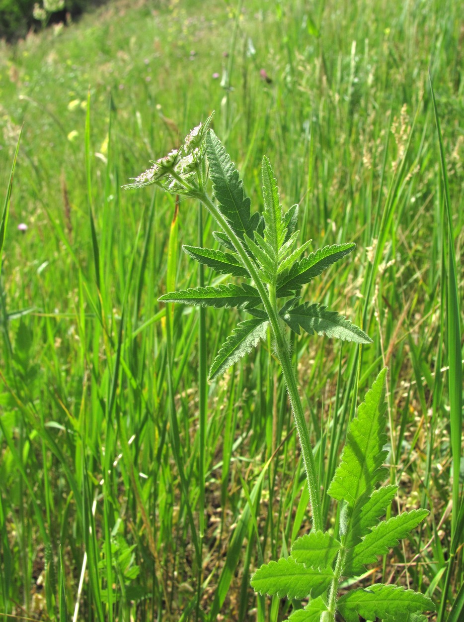 Изображение особи Turgenia latifolia.