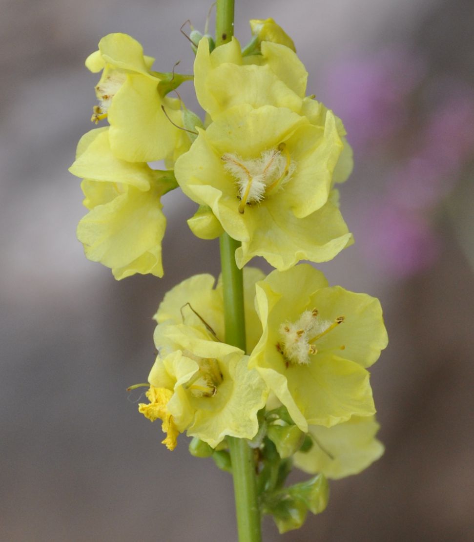 Image of Verbascum graecum specimen.