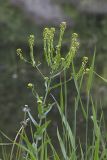Isatis campestris. Верхушка цветущего и плодоносящего растения. Саратов, Октябрьское ущелье, берег пруда. 27.05.2018.