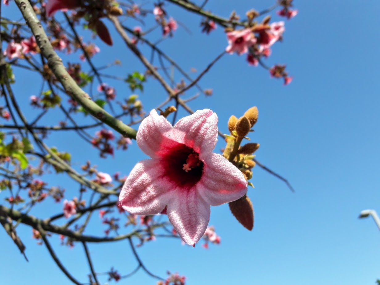 Изображение особи Brachychiton discolor.