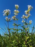 Saponaria officinalis. Цветущие растения. Донецк, луг в окрестностях ручья. 21.06.2018.