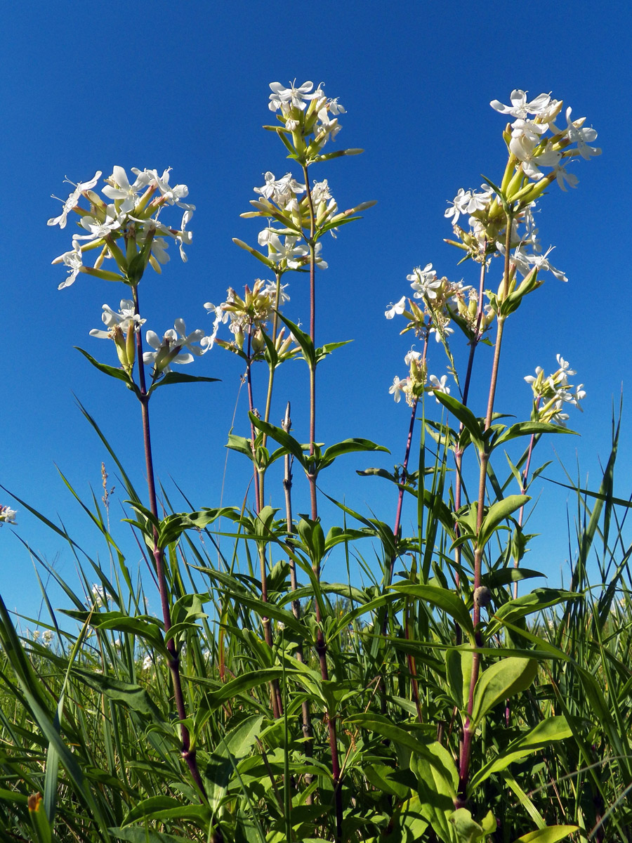 Изображение особи Saponaria officinalis.