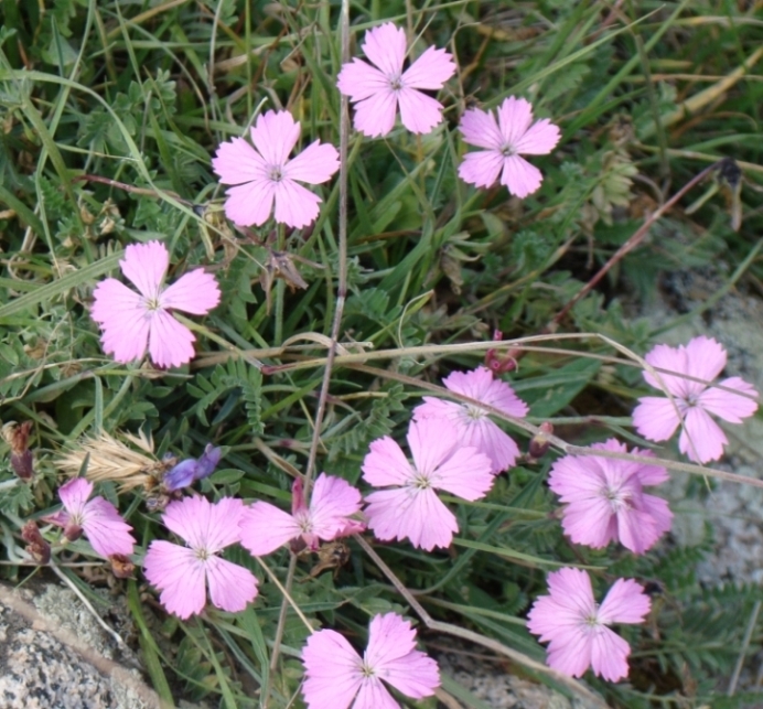 Изображение особи Dianthus raddeanus.
