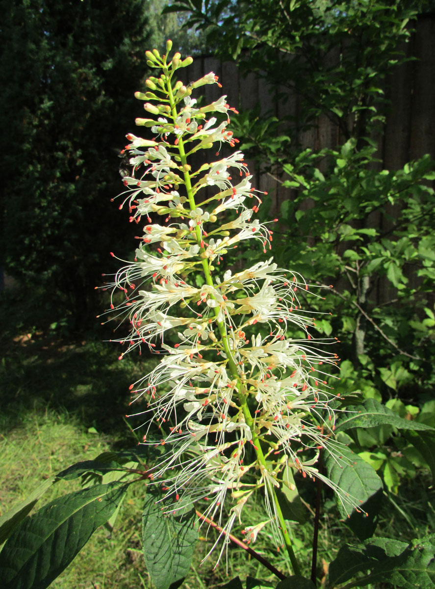 Image of Aesculus parviflora specimen.