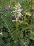 Astragalus uliginosus