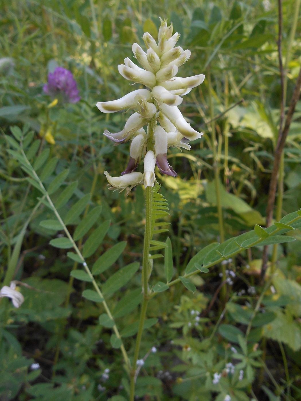 Image of Astragalus uliginosus specimen.