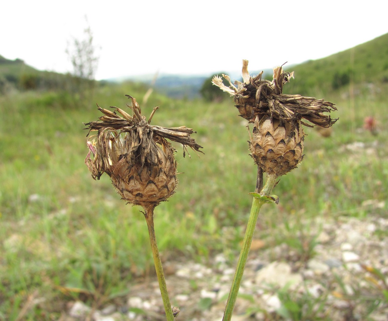 Image of Centaurea apiculata specimen.
