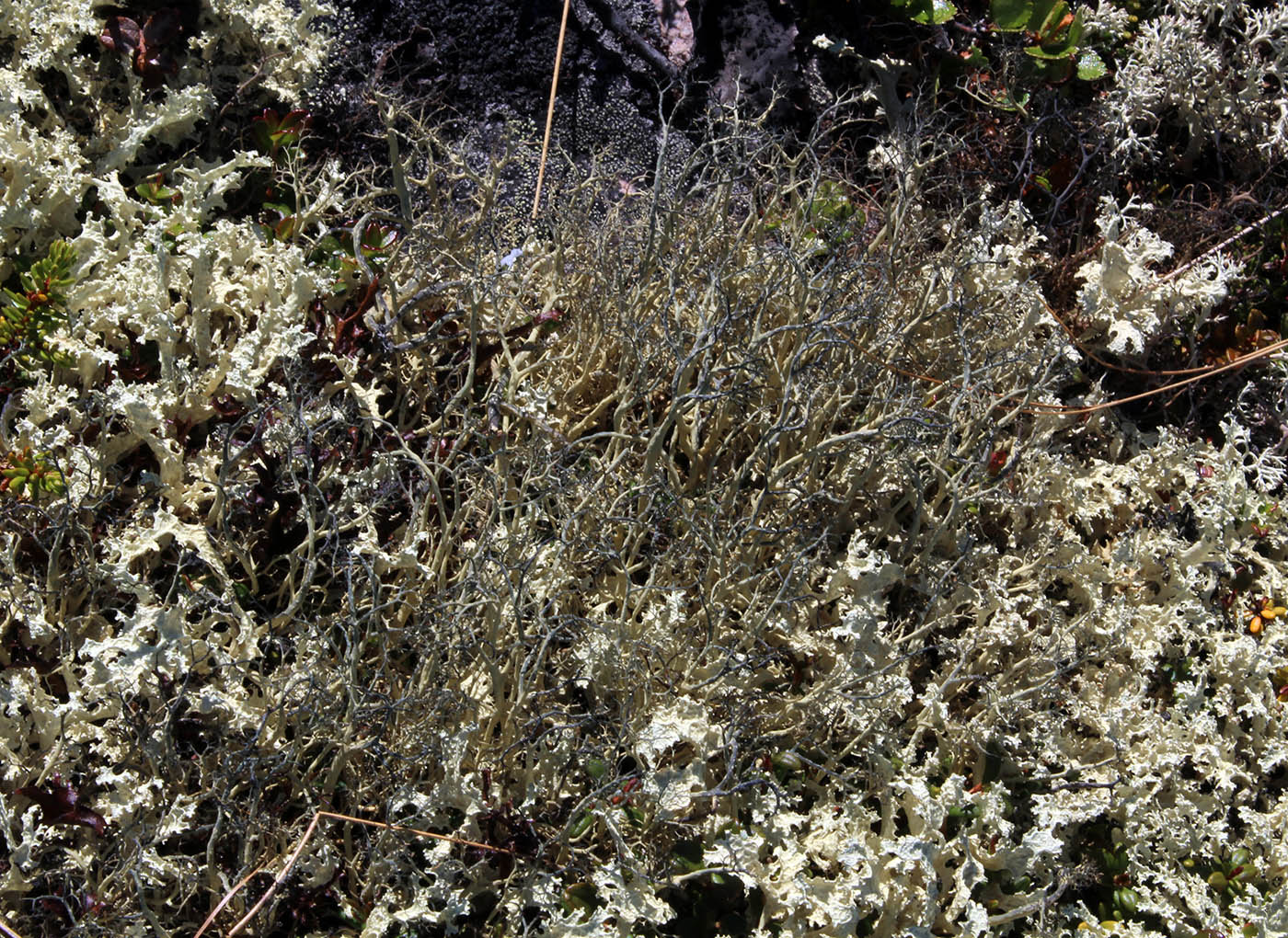 Изображение особи Gowardia nigricans.