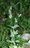 Silene armeria