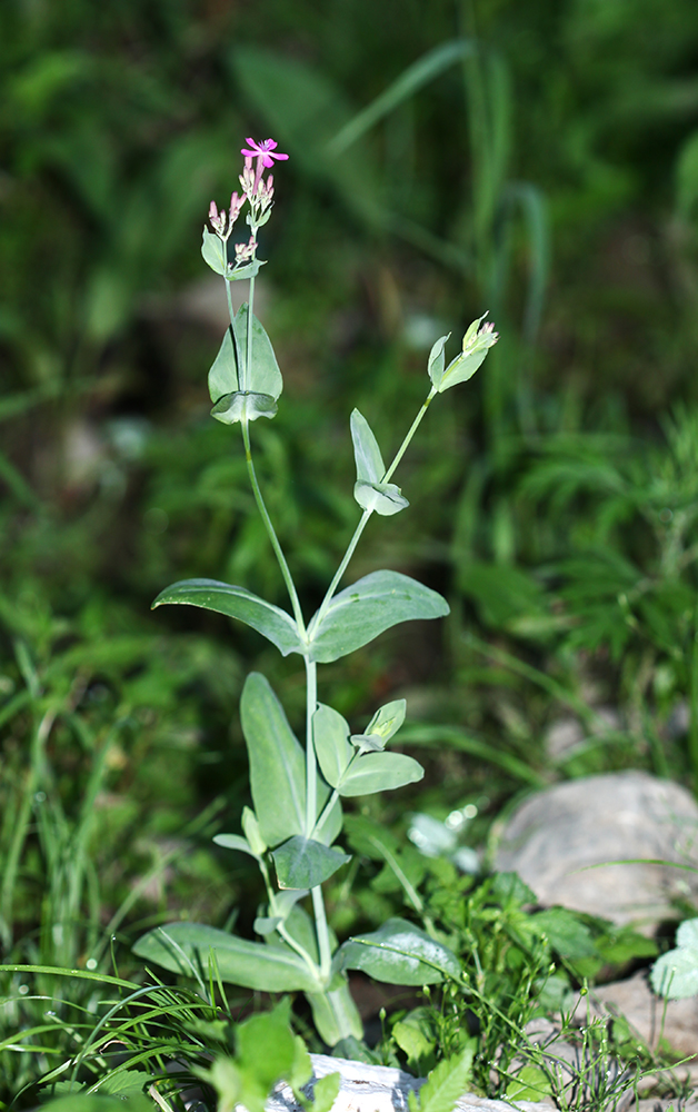 Image of Silene armeria specimen.