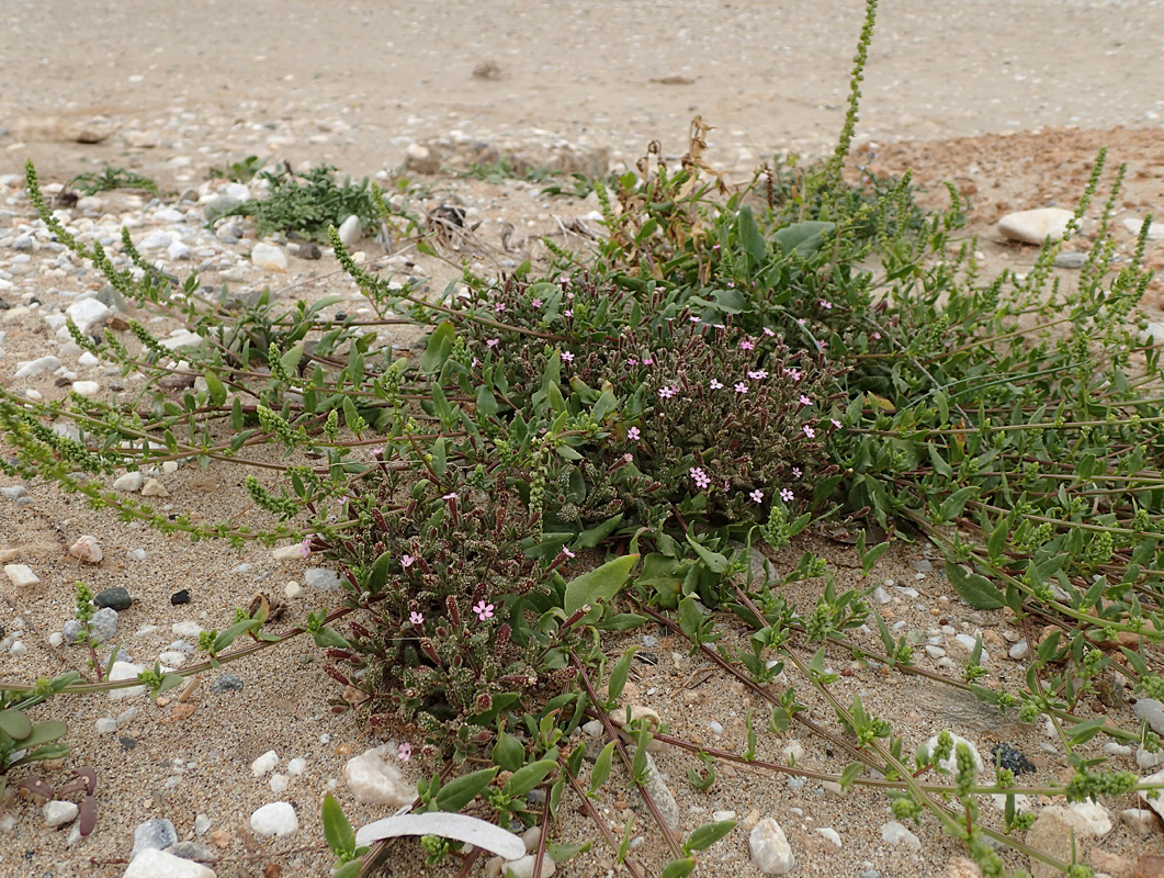 Image of Silene pentelica specimen.