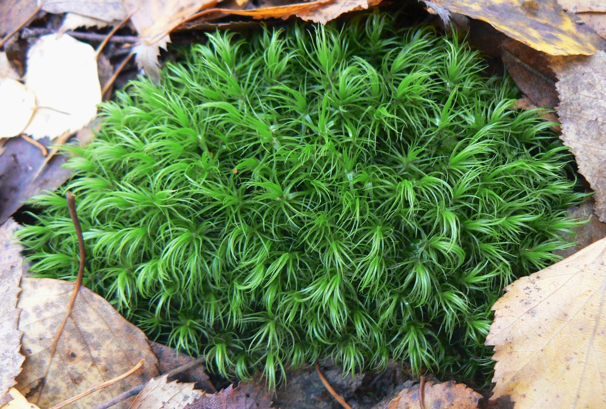 Image of Dicranum scoparium specimen.