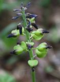 Muscari neglectum