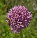 Allium ampeloprasum. Соцветие с фуражирующими пчёлами. Черногория, г. Будва, крутой склон горы над пляжами Могрен, поросший соснами. Июль 2018 г.