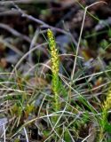 Selaginella selaginoides. Спороносящее растение. Мурманская обл., Хибины, долина р. Кунийок, берёзовое криволесье. 10.08.2018.