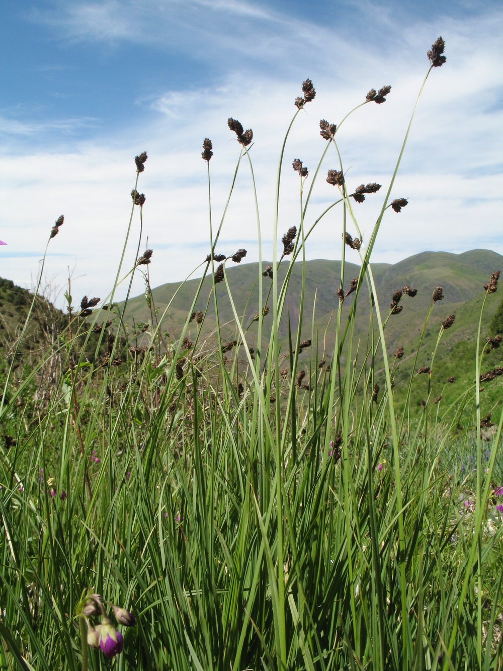 Image of Carex popovii specimen.