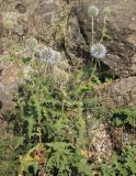 genus Echinops. Цветущее растение. Грузия, край Самцхе-Джавахети, Ахалцихский муниципалитет, территория внутри крепости Ацкури, скала с щебенистой почвой. 10.10.2018.