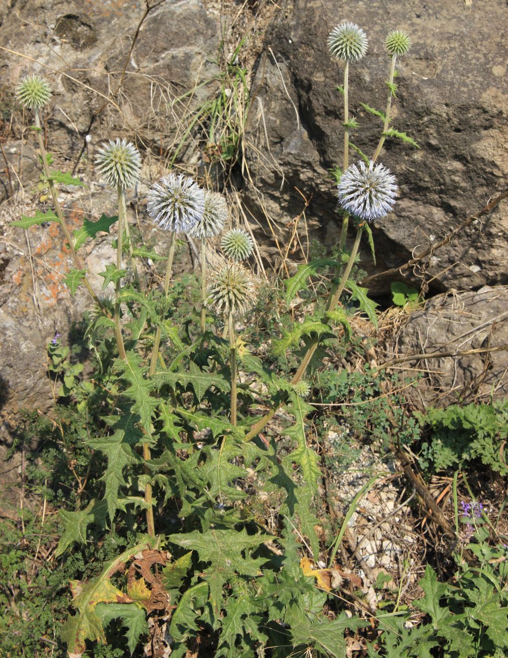 Изображение особи род Echinops.