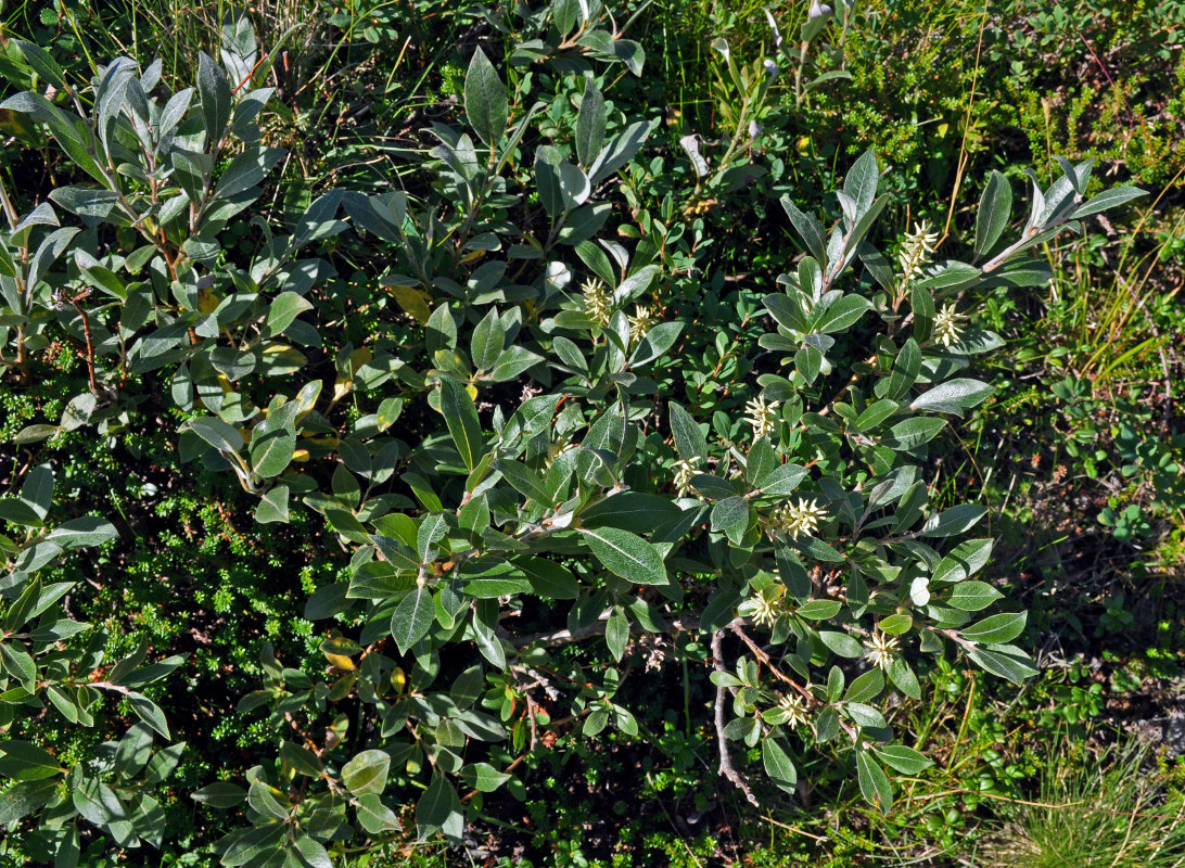 Изображение особи Salix glauca.