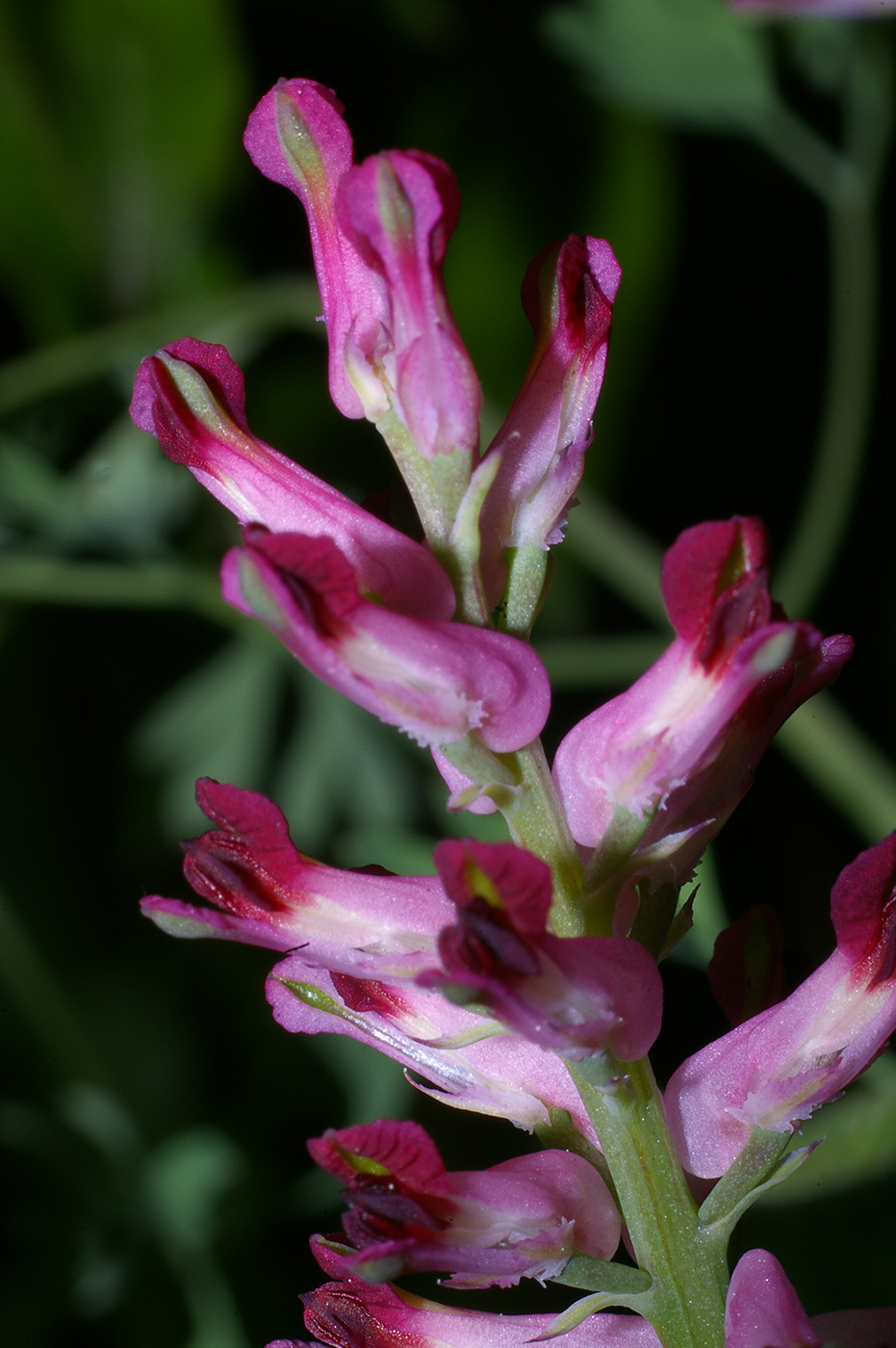 Image of Fumaria officinalis specimen.