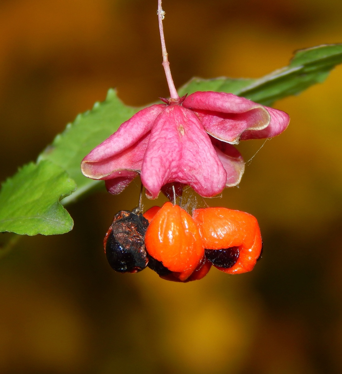 Изображение особи Euonymus verrucosus.