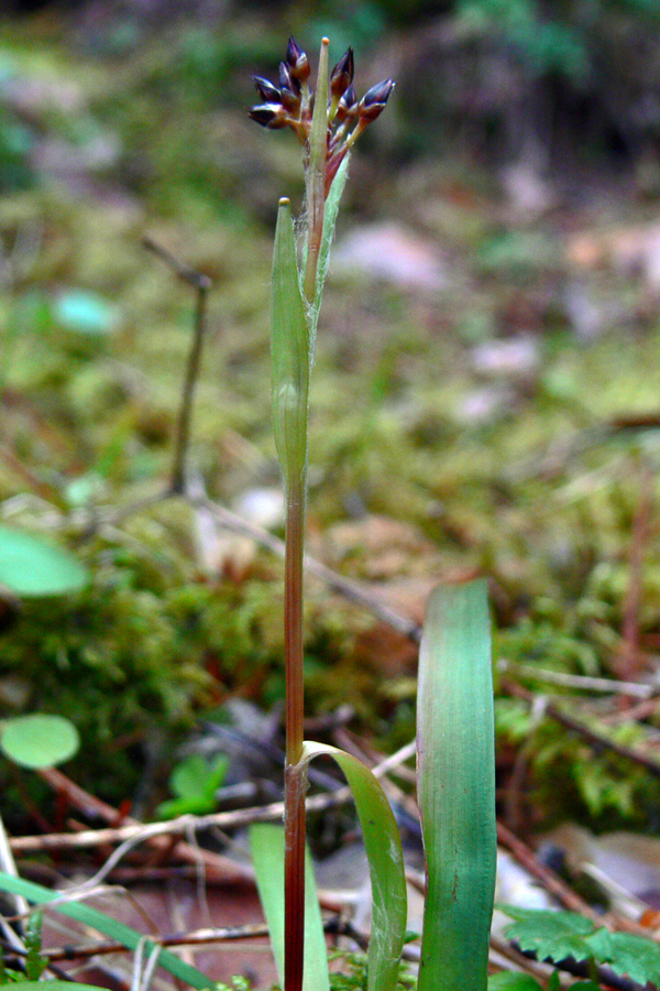 Image of Luzula pilosa specimen.