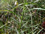 Linaria vulgaris. Средняя часть побега. Свердловская обл., г. Екатеринбург, окр. пос. Шабровский, разнотравная поляна в сосновом лесу. 19.08.2018.