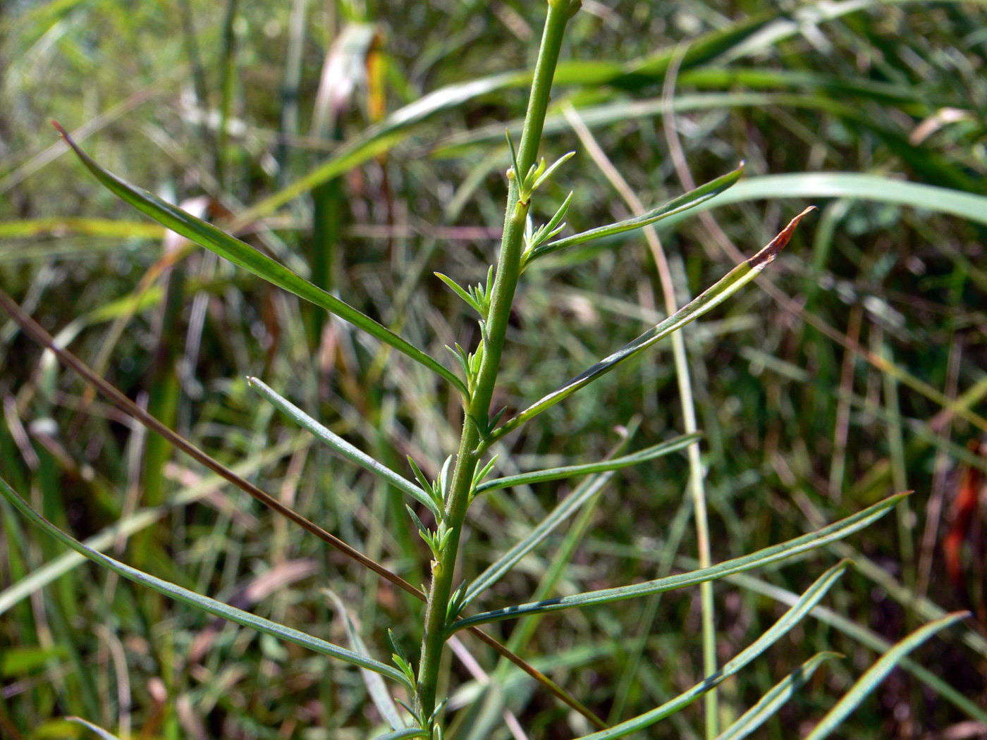 Изображение особи Linaria vulgaris.