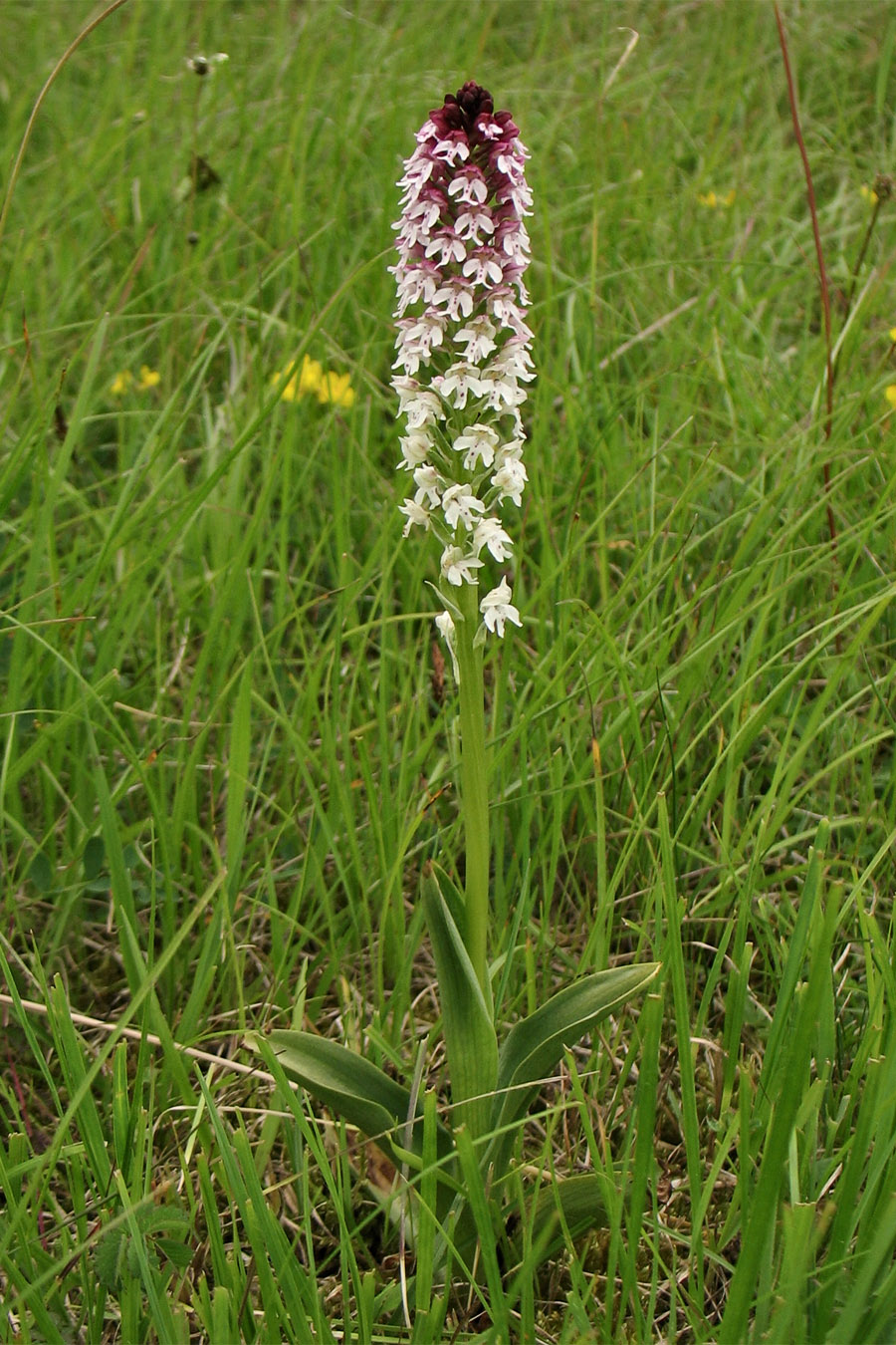 Image of Neotinea ustulata specimen.