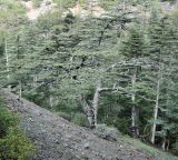 Cedrus libani ssp. brevifolia