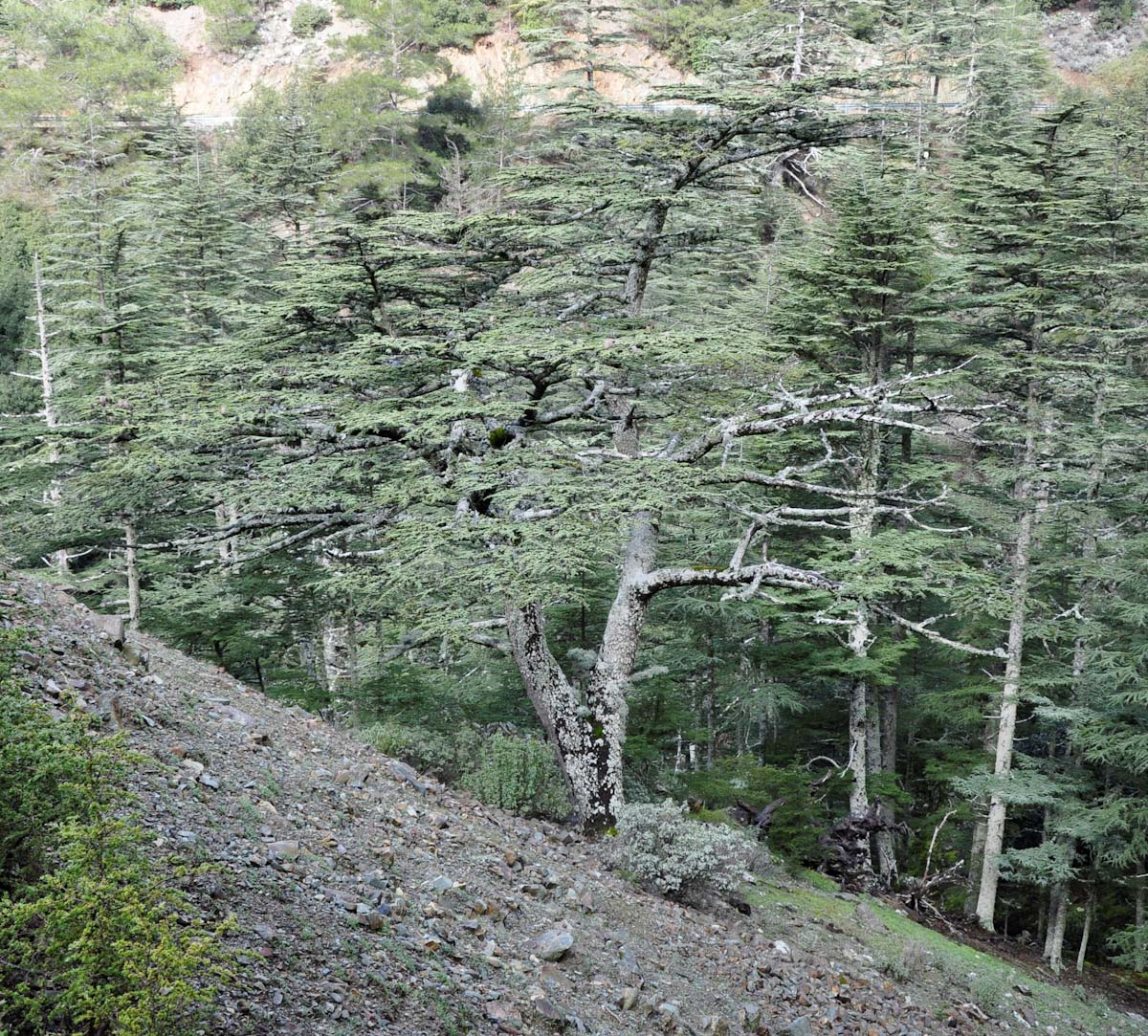 Изображение особи Cedrus libani ssp. brevifolia.