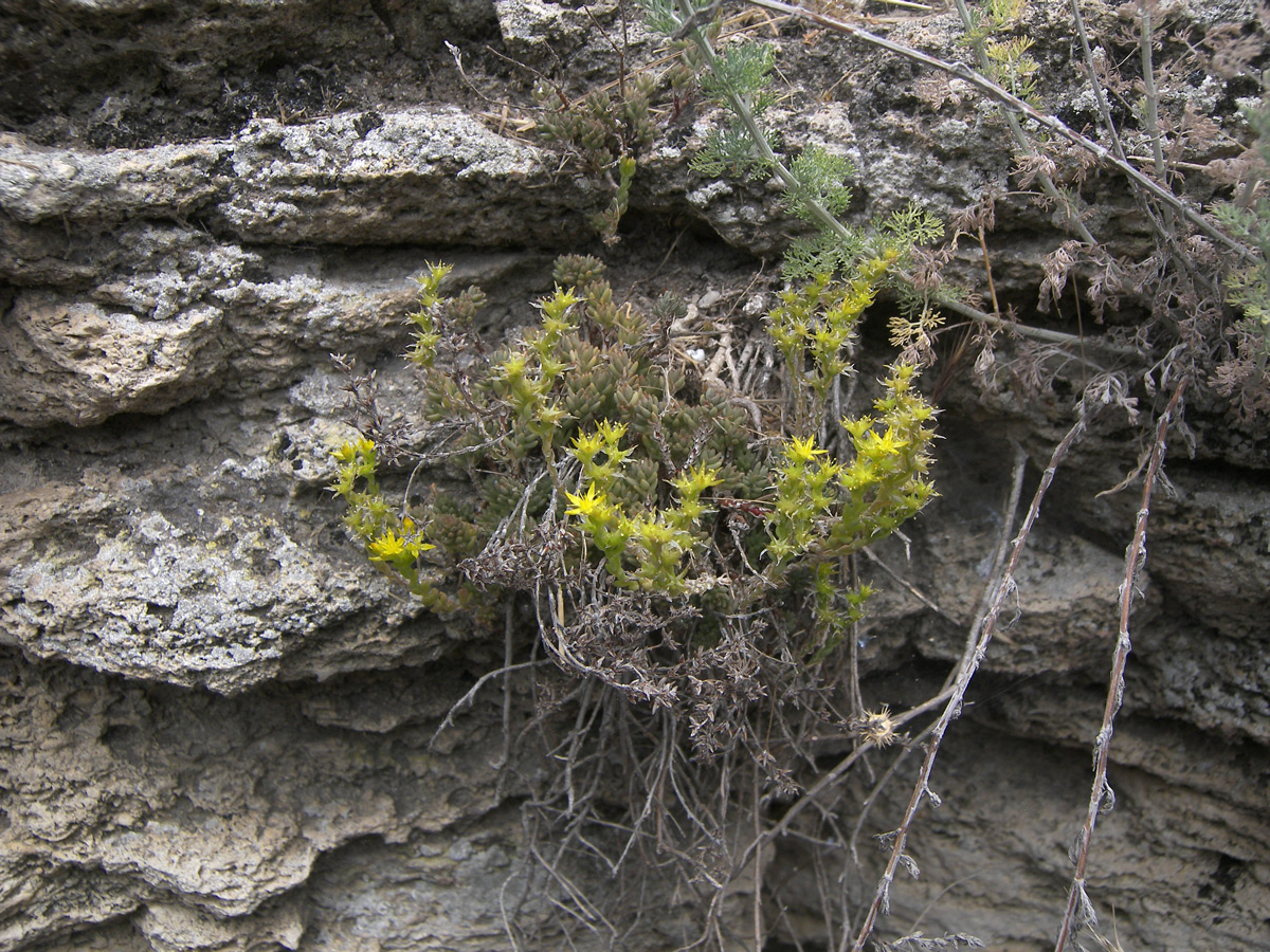 Image of Sedum urvillei specimen.