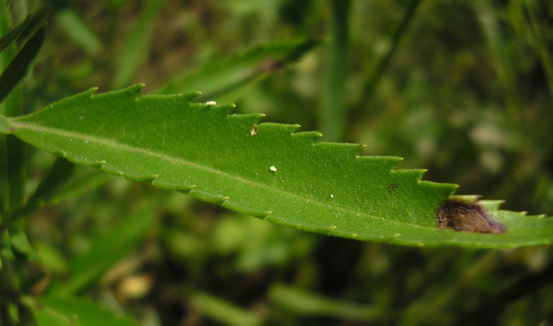 Image of Veronica spuria specimen.