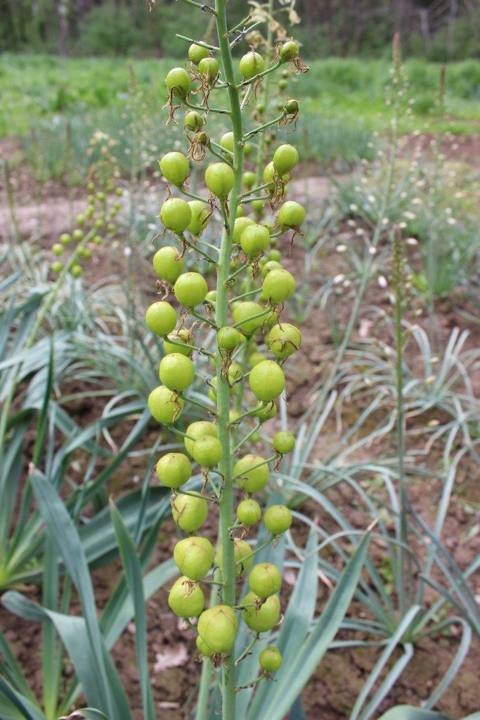 Image of Eremurus lachnostegius specimen.