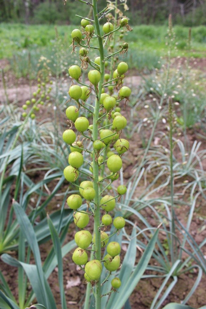 Image of Eremurus lachnostegius specimen.