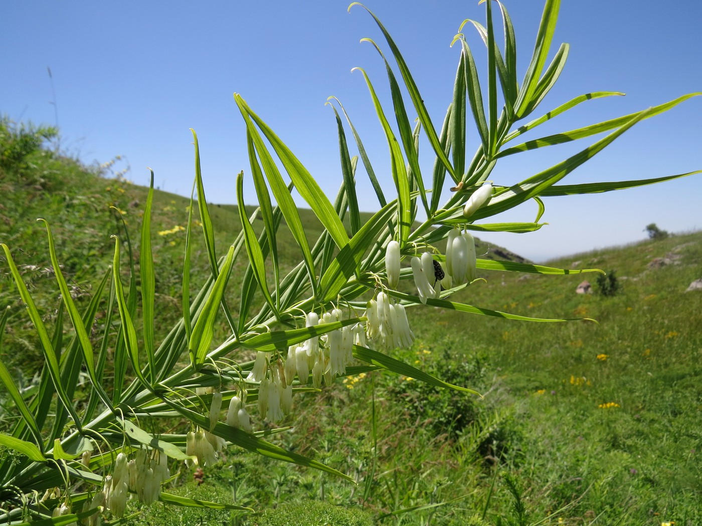 Image of Polygonatum sewerzowii specimen.