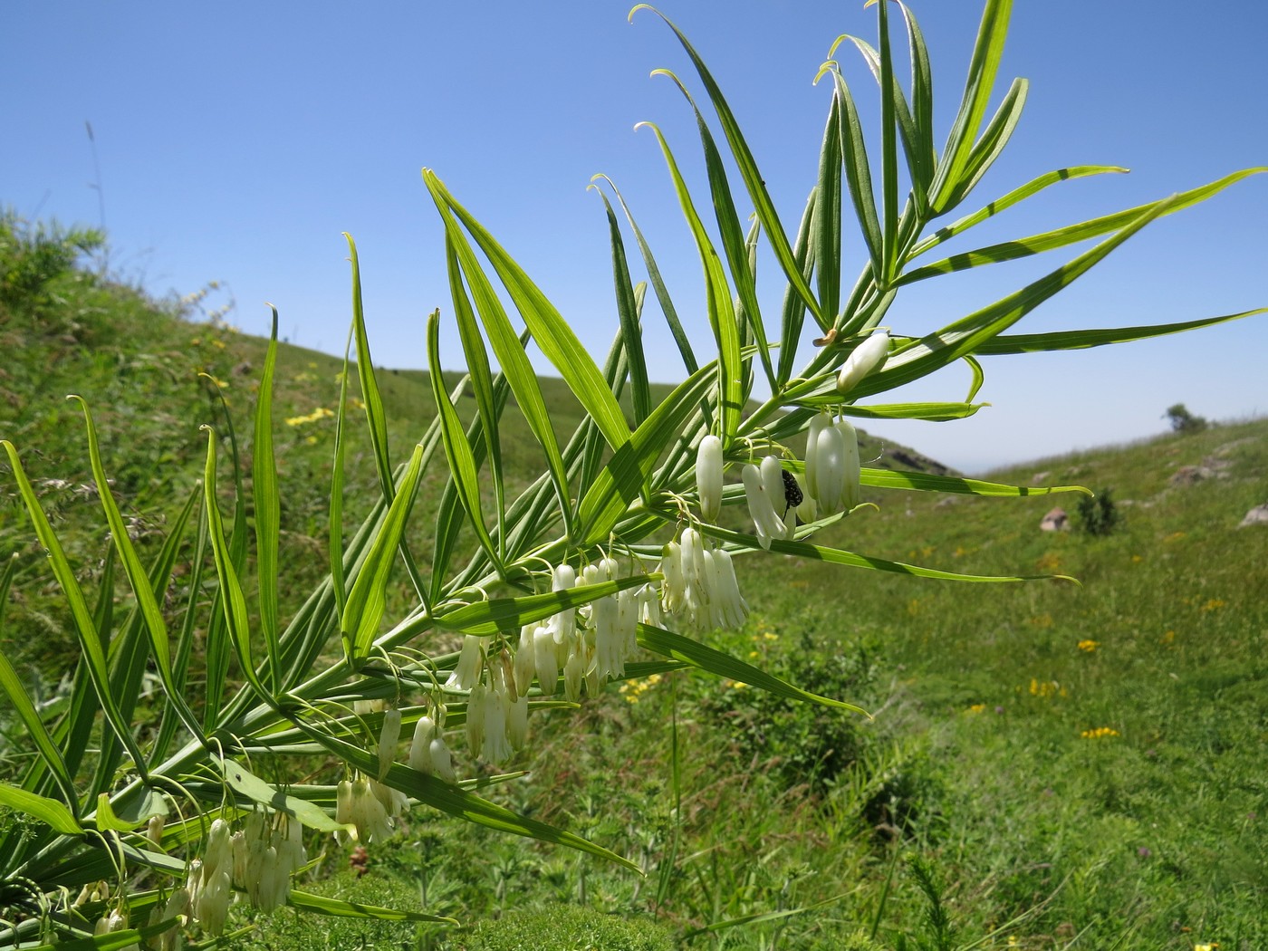 Изображение особи Polygonatum sewerzowii.