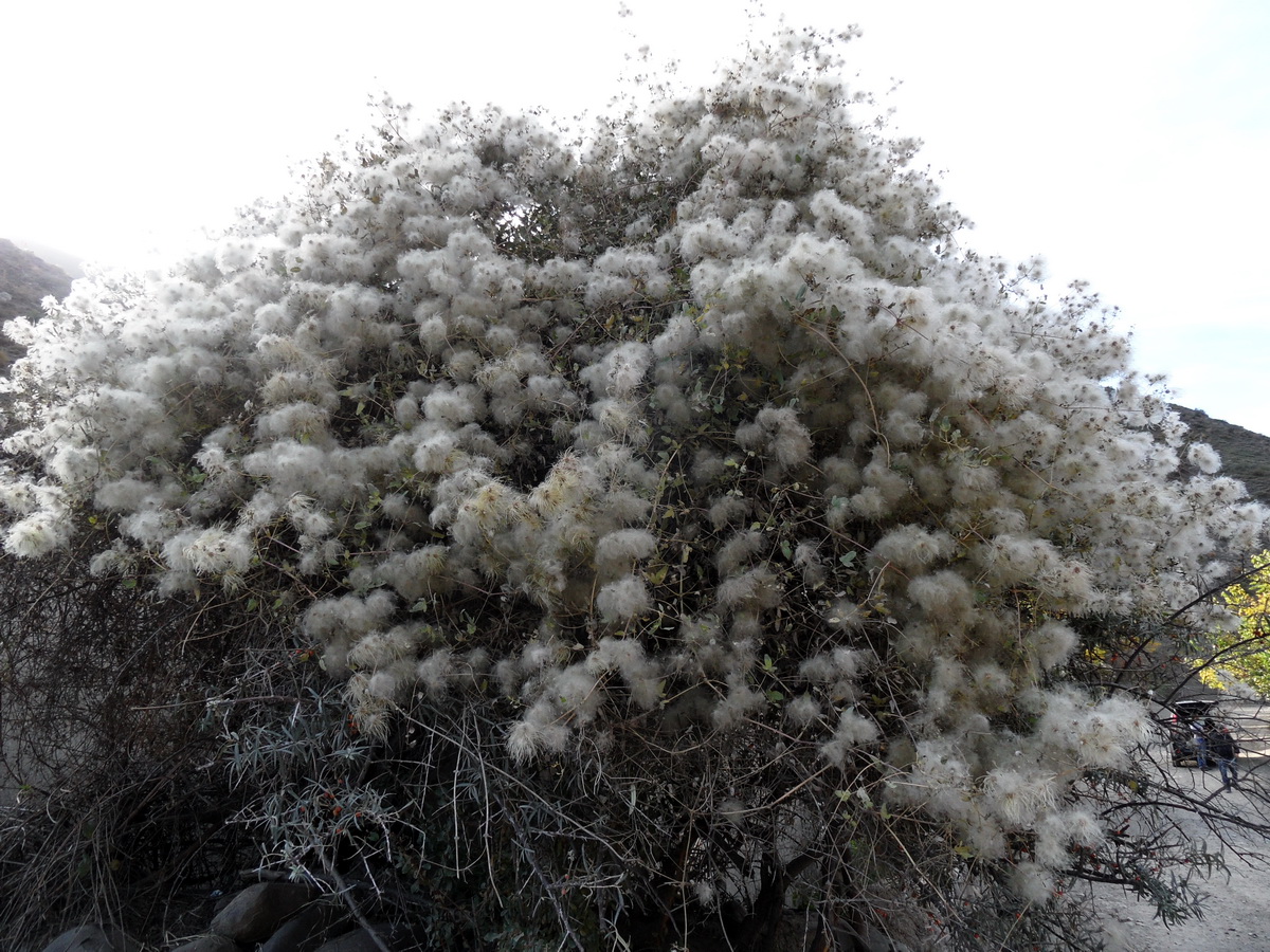 Image of Clematis orientalis specimen.