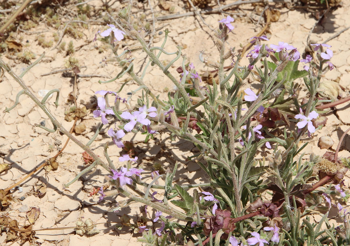 Изображение особи Matthiola longipetala ssp. livida.