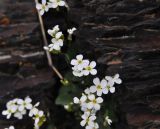 Arabis caucasica