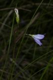 Campanula altaica