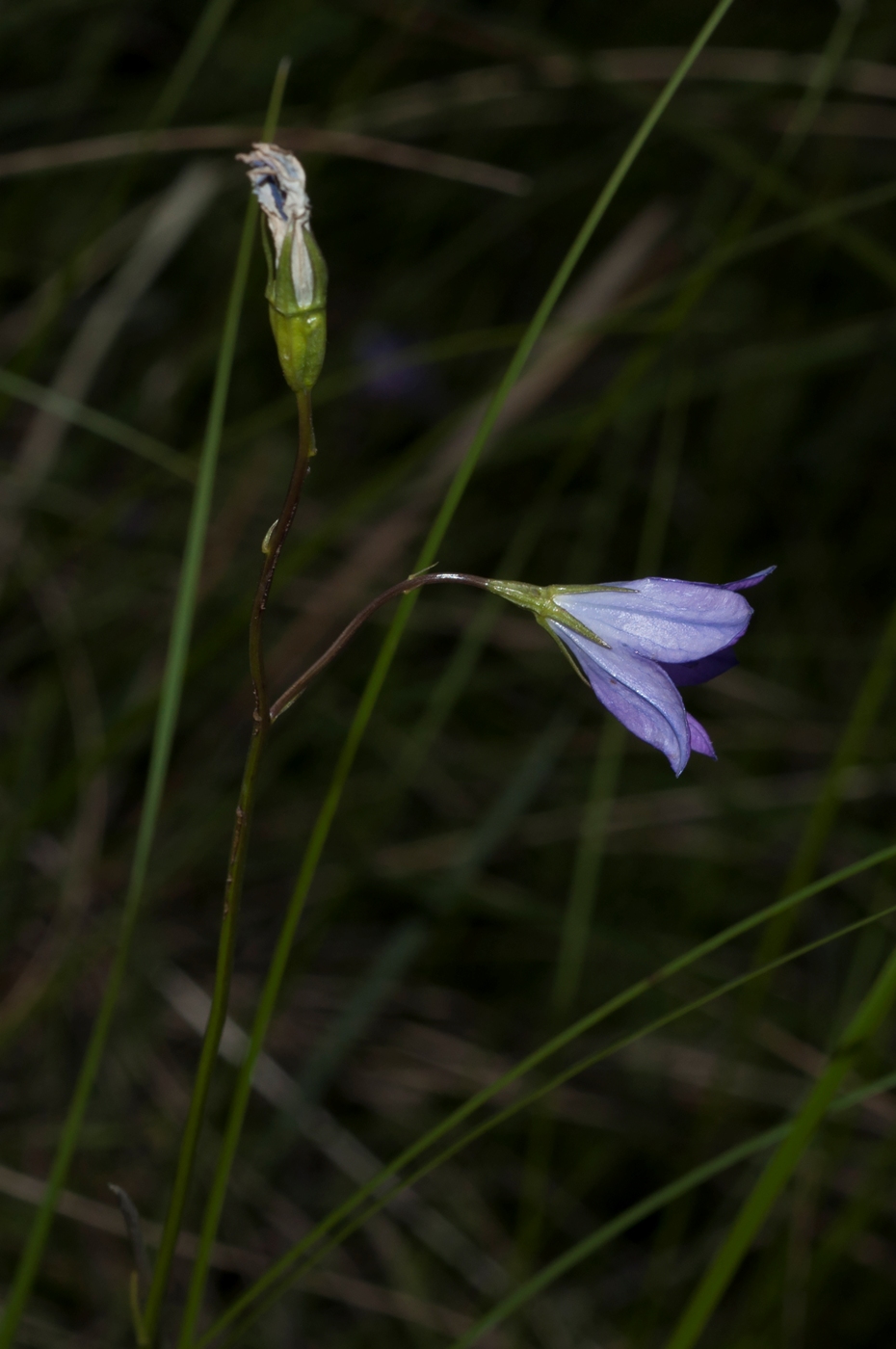 Изображение особи Campanula altaica.